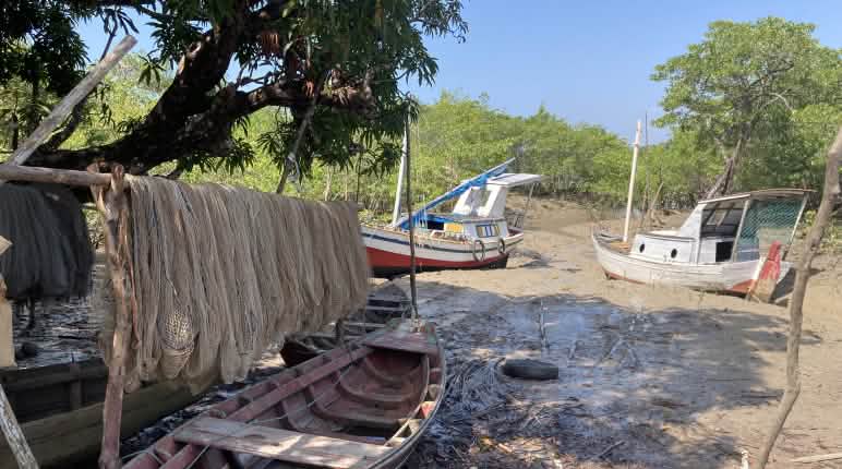 Barcos de pesca y redes en los manglares de Cujupe, justo enfrente de la isla Cajual Barcos y redes de pesca colgados a secar en un manglar frente a la isla Cajual durante la marea baja
