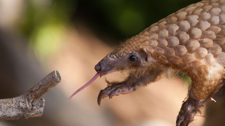 Pangolin