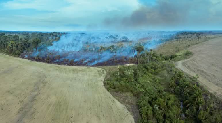 La deforestación por tala y quema va abriendo paso a grandes plantaciones de monocultivos En la imagen se aprecia cómo la deforestación masiva por tala y quema abre paso a nuevos monocultivos