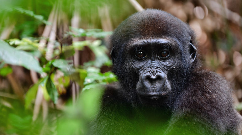 Gorila occidental de llanura (Gorilla gorilla gorilla)