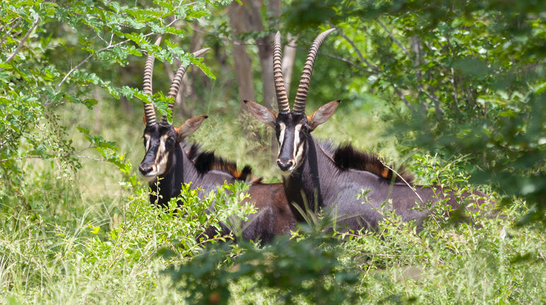 Los antílopes viven en el bosque, pero no pueden vivir en los monocultivos de eucalipto Antílope sable (Hippotragus Niger)