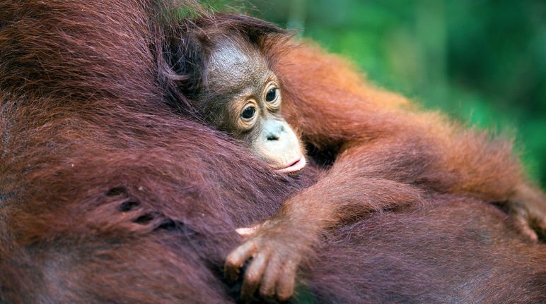 Orangutana y su bebé