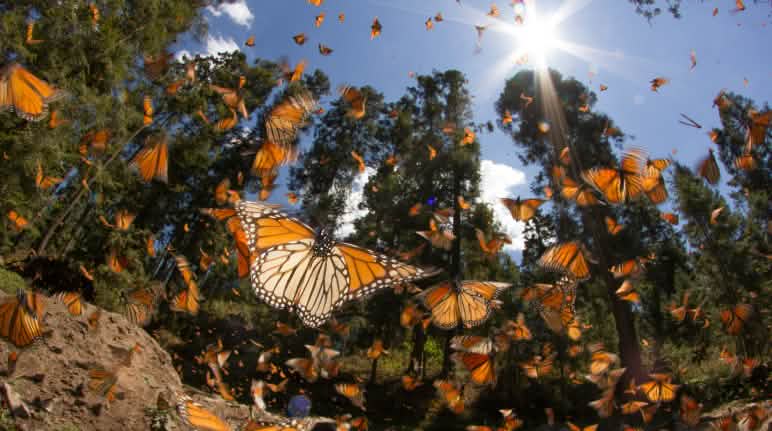 Los bosques y la biodiversidad de México están muy amenazados Mariposas Monarca en el estado de Michoacán en México