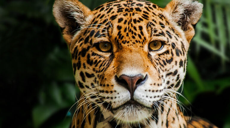 Jaguar en la reserva Indio Maíz en Nicaragua