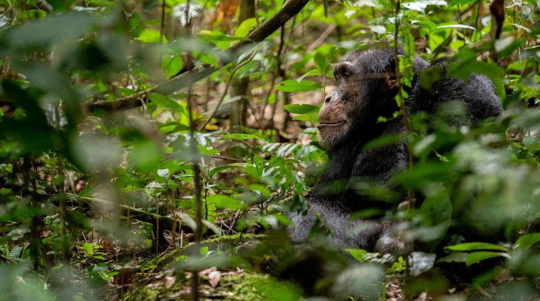 Chimpancé en Bossou, Guinea