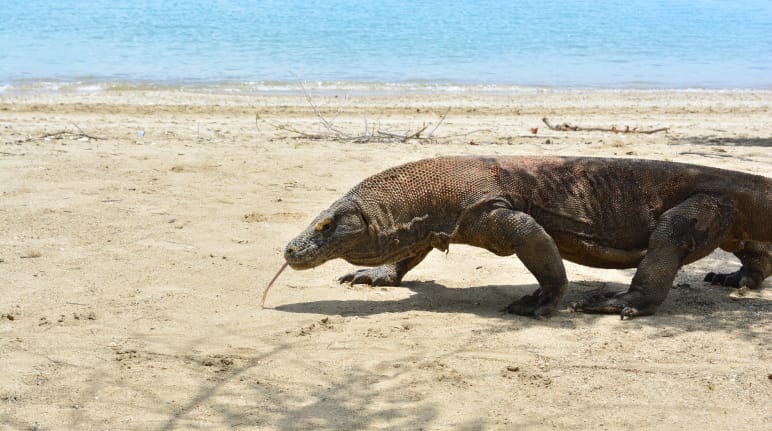 Un dragón de Komodo camina por la arena
