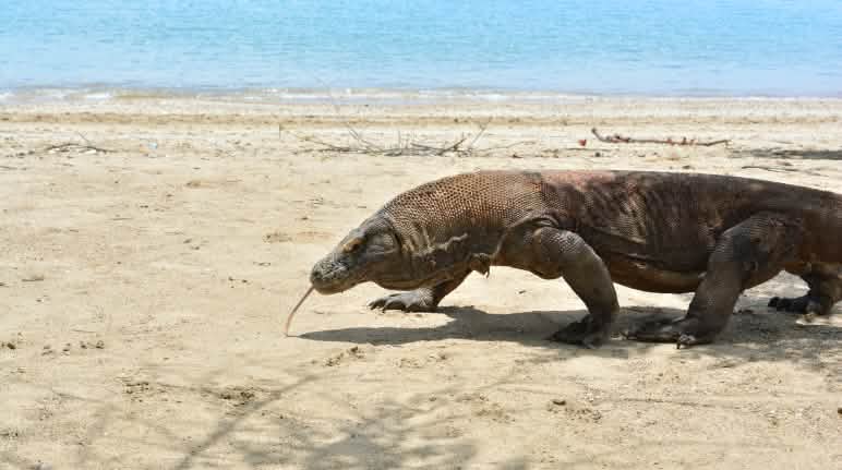 Uno de los últimos dragones de Komodo Un dragón de Komodo camina por la arena