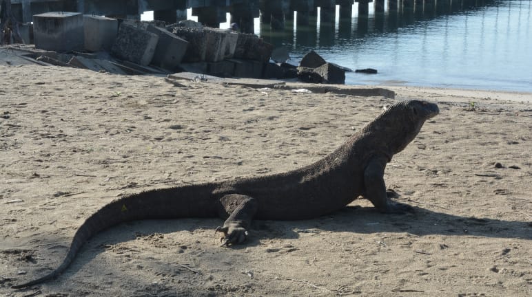 Un dragón de Komodo ante un muelle