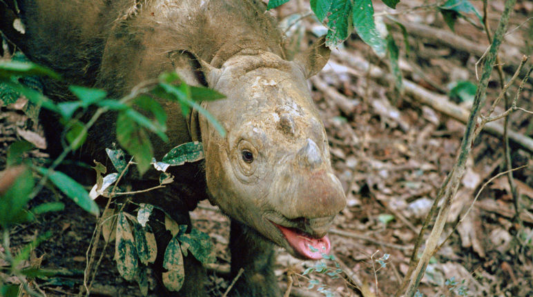 Rinoceronte de Sumatra