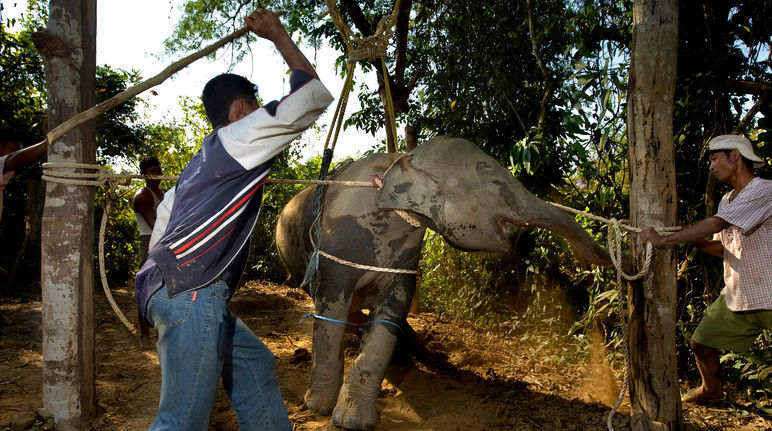 Golpean y torturan a la cría de elefante