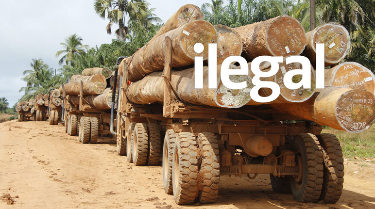 Tráfico de madera en Liberia