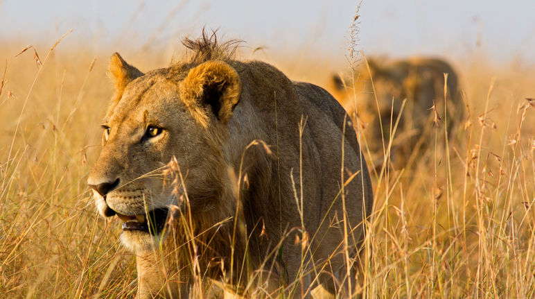 Leones en la sabana