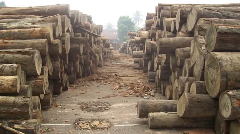 ¿Volverá muy pronto la madera tropical ilegal de Indonesia al mercado mundial? Troncos de árboles talados