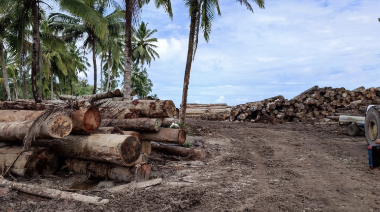 Madera talada debajo de unas palmeras