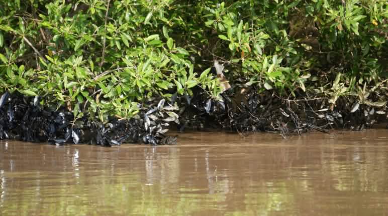 Contaminación en el manglar Vista detallada de la contaminación del ecosistema de manglar con petróleo tras la rotura del oleoducto SOTE en Esmeraldas, Ecuador