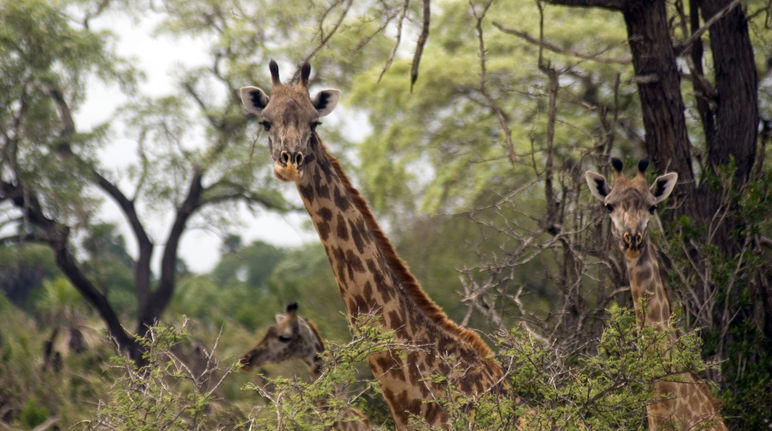 Girafas Masaai en la Reserva de Caza de Selous