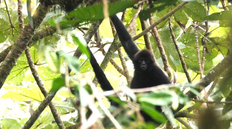 Mono Ateles (Ateles fusciceps ssp. fusciceps) en Los Cedros, Ecuador