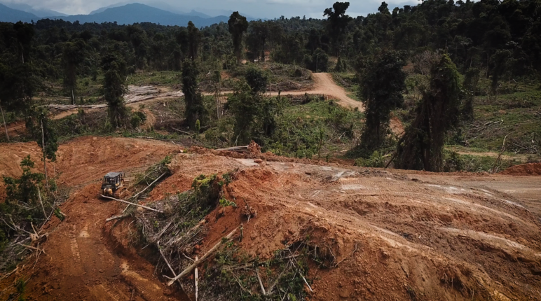 Tala para establecimiento de monocultivo de palma aceitera en el estado de Sarawak, Malasia