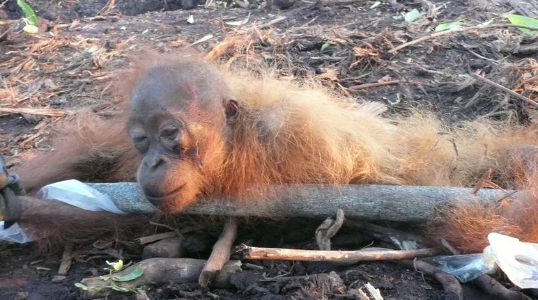 Orangutan en una plantación de palma aceitera