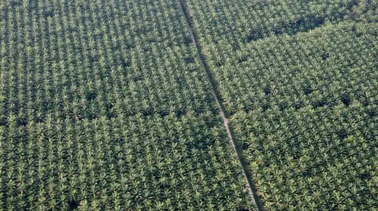 Talaron la selva y plantarion este "desierto verde" de palma africana en la región amazónica de Perú Palma aceitera, plantación en Perú.