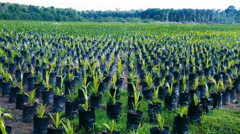 Miles de plántulas de palma aceitera listas para nuevas plantaciones de palma aceitera en la selva tropical Plantación de palma aceitera en Borneo, Indonesia