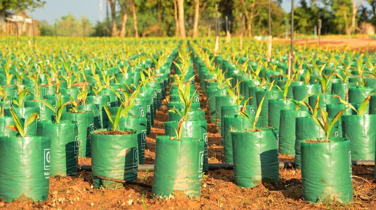 Plantación de palma aceitera