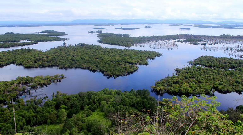 Paisaje de Manglar