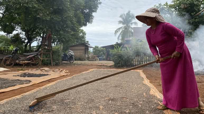 Los granos de pimienta se extienden sobre grandes esteras para secarlos al sol Descripción Utilizando una herramienta de palo largo, una mujer con un vestido color fucsia y un sombrero de ala ancha extiende una gran cantidad de granos de pimienta sobre una gran esterilla para que se sequen
