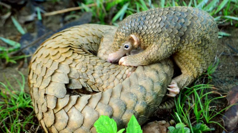 Pangolín en los bosques de Palawan, Filipinas