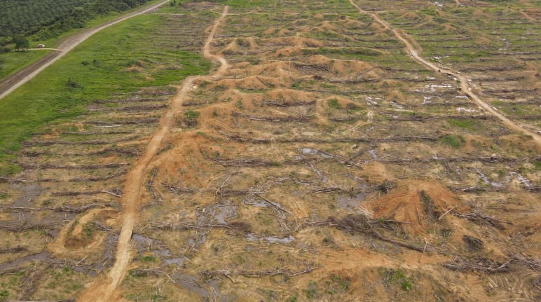 Deforestación en Sorong, Papua Occidental, por la empresa IKSJ
