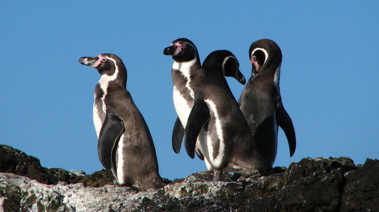 Pingüinos Humboldt en Chile