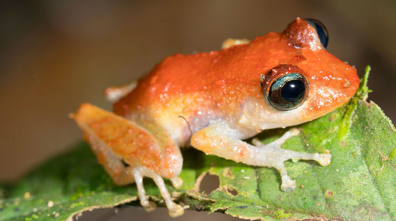 Rana de lluvia o Pristimantis