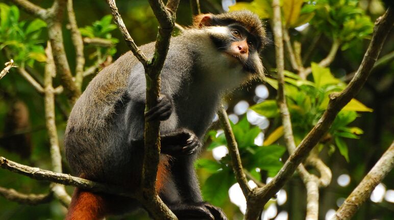 Cercopiteco de orejas rojas (Cercopithecus erythrotis) en Camerún