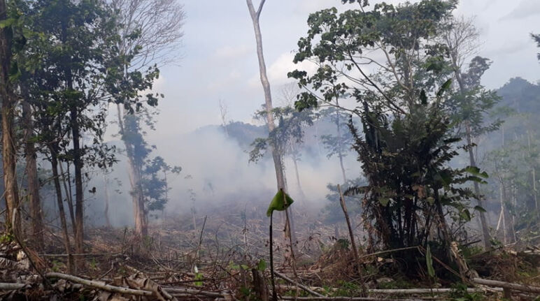 Deforestación llevada a cabo por invasores en la Reserva Indio Maíz en Nicaragua