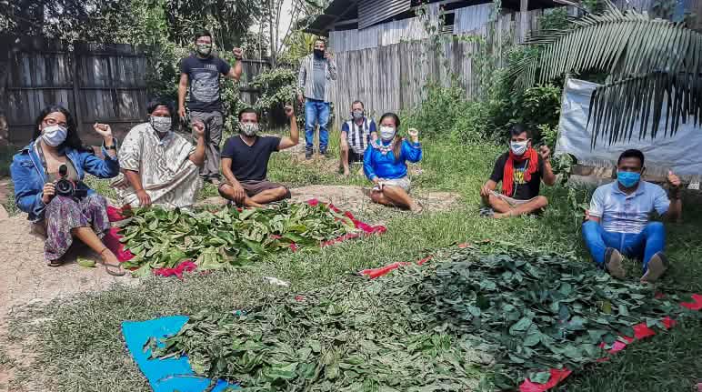 Comando Matico Indígenas preparan plantas para uso medicinal