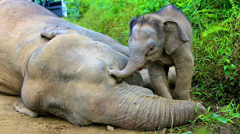 Elefante bebé junto a elefante muerta