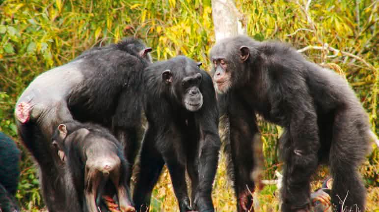 Sólo la protección consecuente puede salvar al chimpancé de África Occidental de la extinción Chimpancés