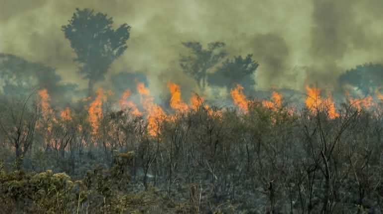 El tratado UE-Mecosur conlleva la destrucción de las selvas tropicales Incendios en la amazonía de Brasil