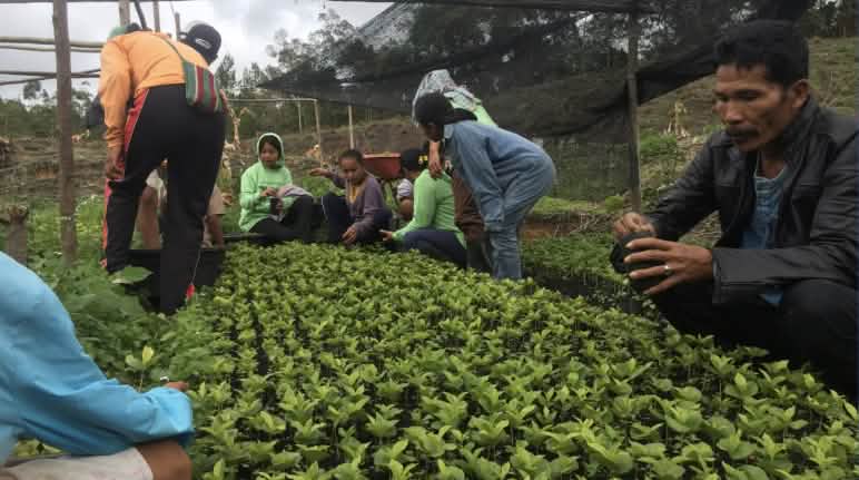 El café de Sumatra fue famoso en otros tiempos. El pueblo de Simenakhenak está revitalizando antiguos métodos de cultivo. Varias personas cuidando las plantas de café en un vivero