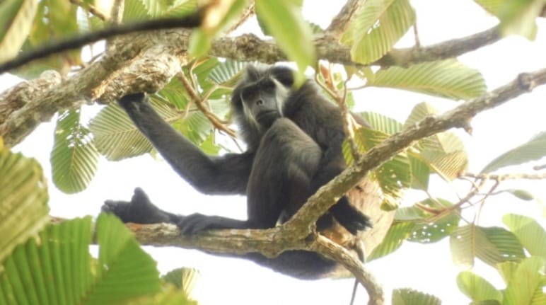 Simia de cola corta, encaramada a un árbol