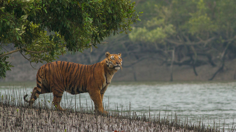 Tigre en los manglares de Sundabarns