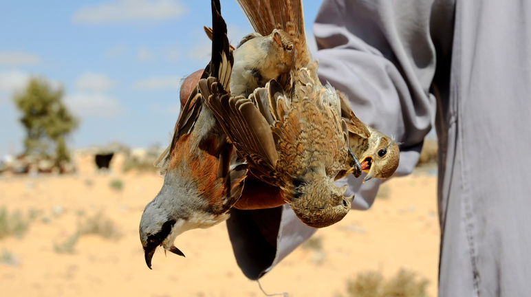 Egipto, caza de aves