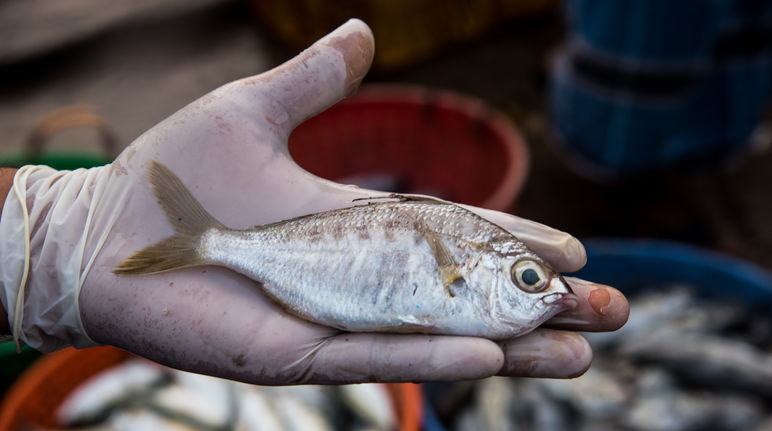 El pez whipfin silver-biddy (Gerres filamentosus)