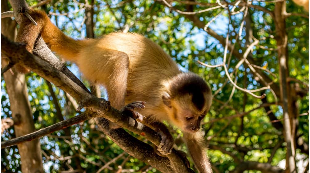 Un mono capuchino trepa por una rama