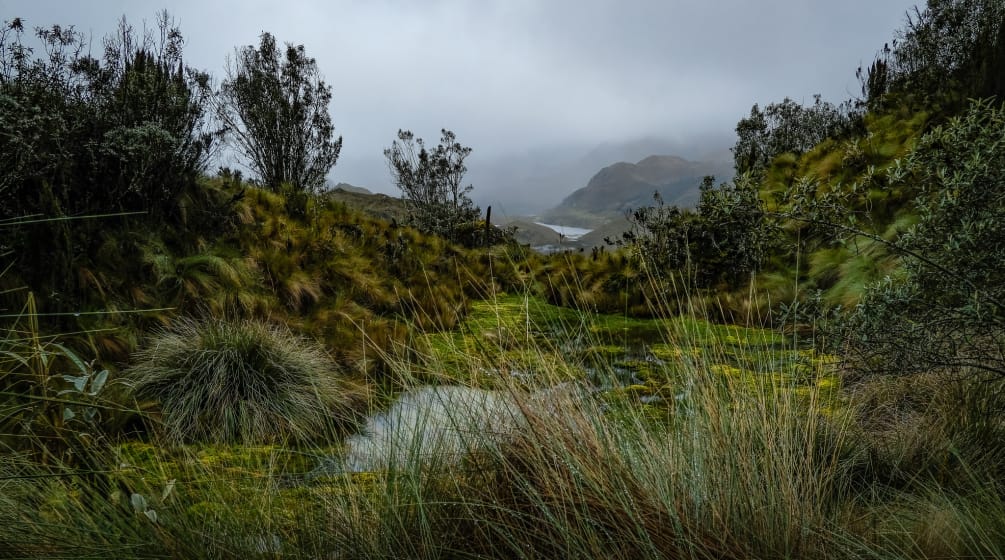 Páramos en el Parque Nacional del Cajas, Azuay, Ecuador