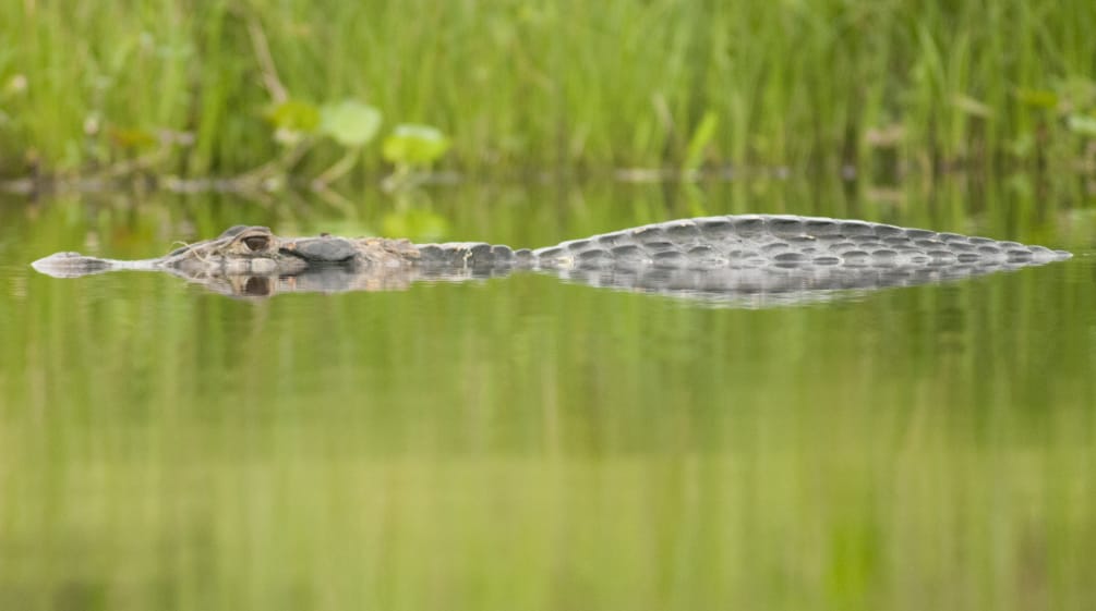 Caimán negro semi sumergido en un río, en el Parque Nacional Yasuní