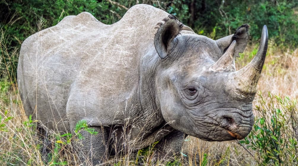 Rinoceronte negro o de labio ganchudo (Diceros bicornis)