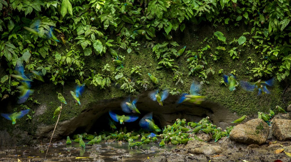 Papagayos en el Parque Nacional Yasuní