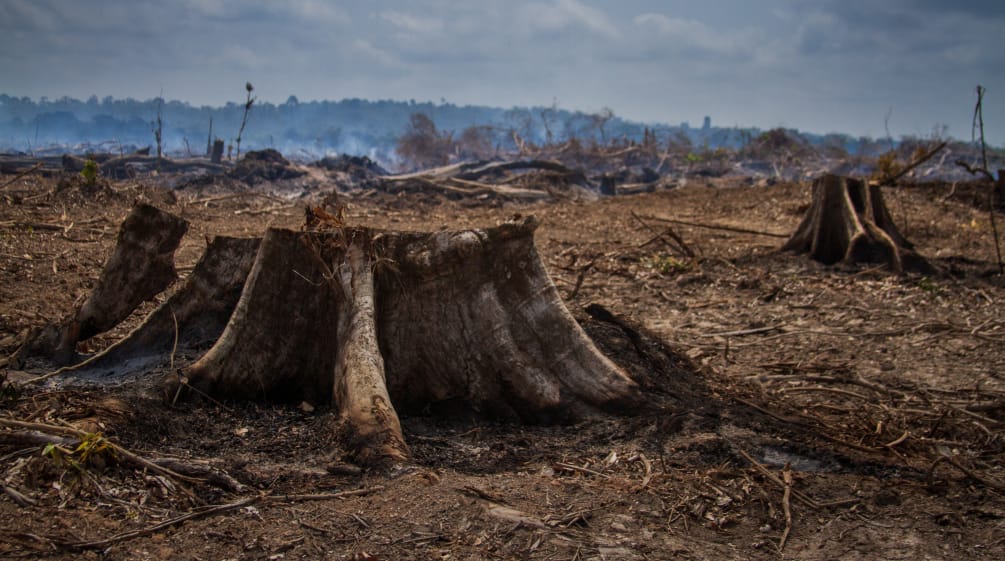 Incendio en el río Xingu, en Brasil