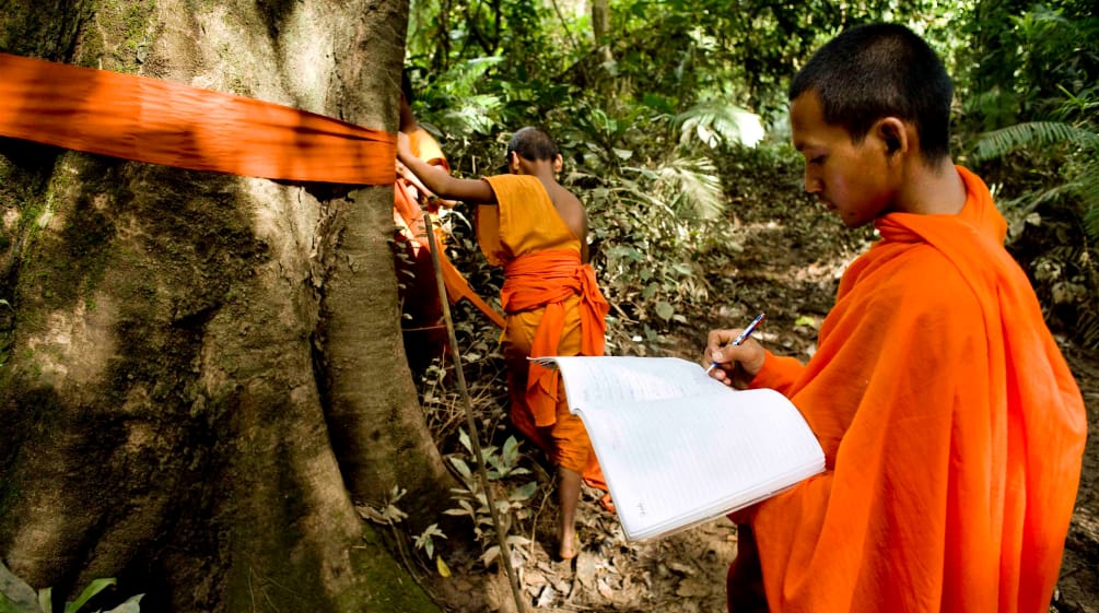 Monjes de Camboya marcan los árboles gigantes de la selva en el valle de Areng.